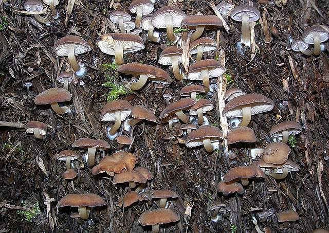 Clitocybe puberula